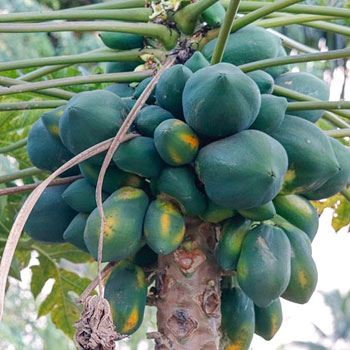 papaya