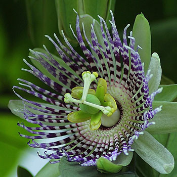 passiflora edulis