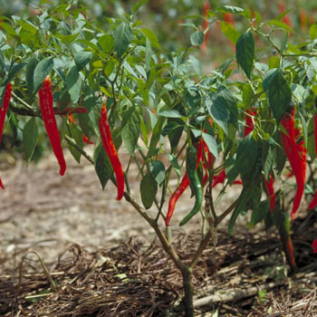 peperoncino italiano