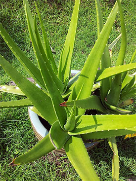 pianta aloe vera