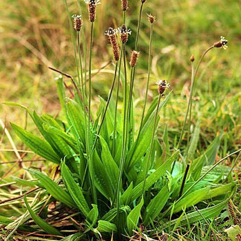piantaggine lanceolata