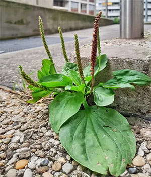 piantaggine maggiore