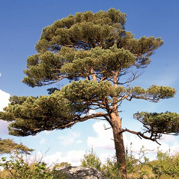 pino silvestre