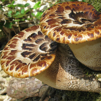 polyporus umbellatus