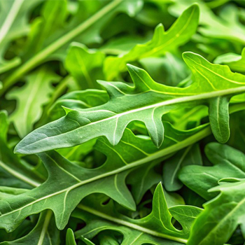 rucola