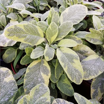 salvia foglie dorate