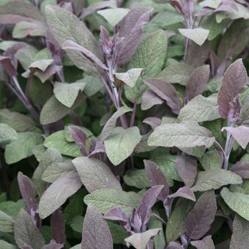 salvia officinalis