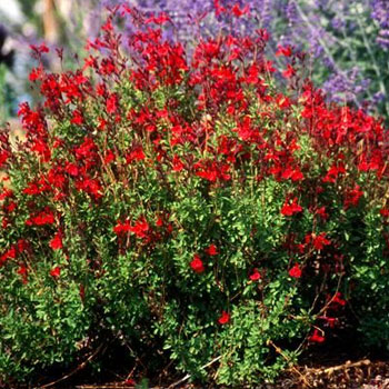 salvia grenggii red