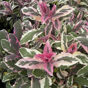 salvia variegata