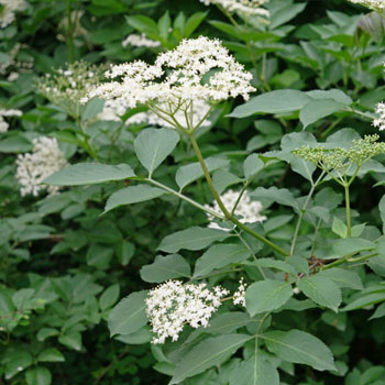 sambuco sambucus nigra