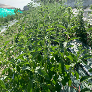 stevia
