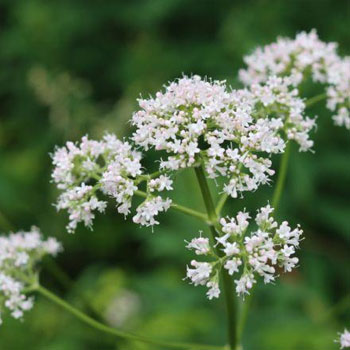 valeriana