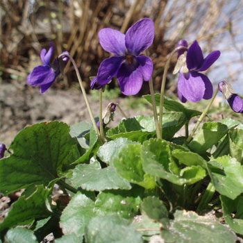 viola mammola