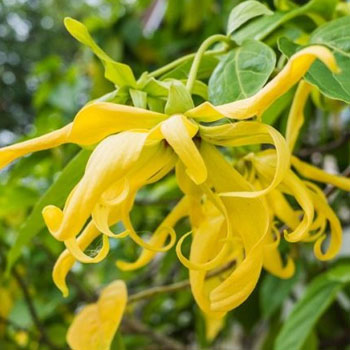 ylang ylang