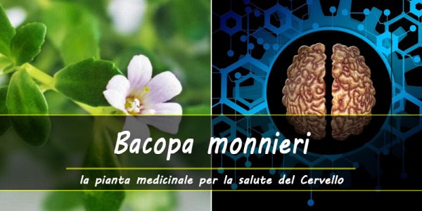 Benefici della Bacopa monnieri, la pianta d'eccellenza per la salute del Cervello