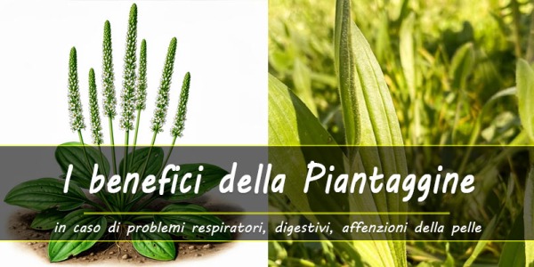 Piantaggine, l'erbaccia che cura tosse, mal di gola, problemi digestivi, ferite, irritazioni e molto altro ancora...