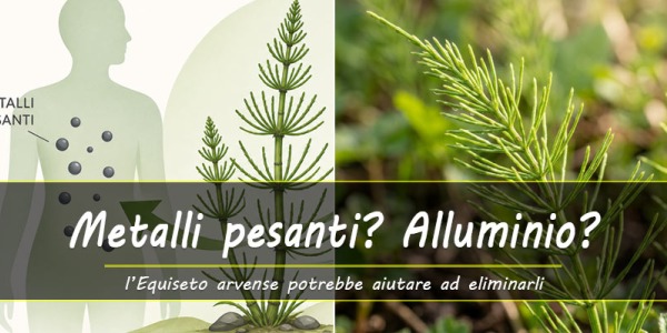 Equiseto arvense, la pianta ricca di silicio che può favorire l'eliminazione dell’alluminio dal nostro corpo