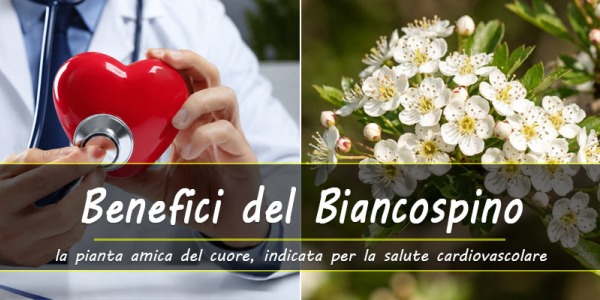 Biancospino: il rimedio naturale per supportare pressione alta, aritmie, tachicardia, ansia e insonnia