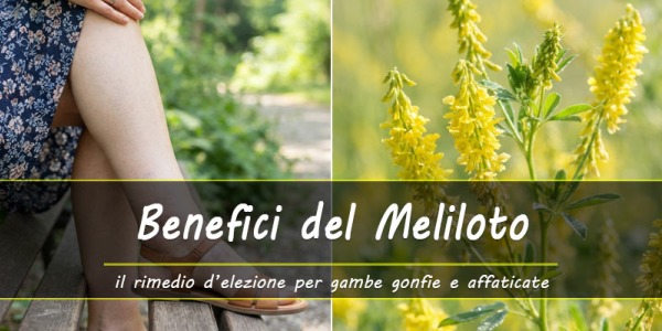 I benefici del Meliloto: sollievo naturale per gambe pesanti e affaticate