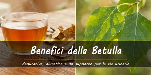 Benefici delle foglie di Betulla: diuretico, depurativo e un supporto per la salute delle vie urinarie