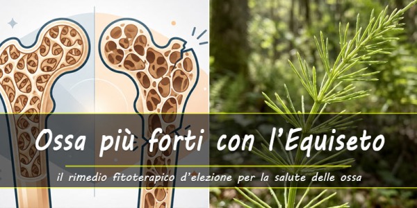 Equiseto: la pianta d’elezione per la salute delle Ossa