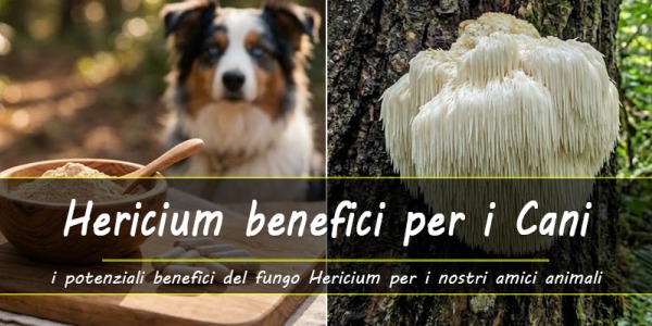Hericium erinaceus: un alleato naturale per il benessere dei cani