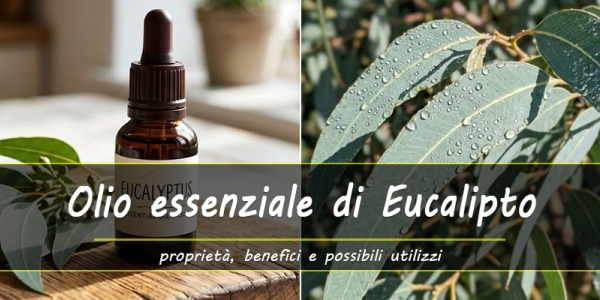 Olio essenziale di Eucalipto: proprietà, benefici e come utilizzarlo