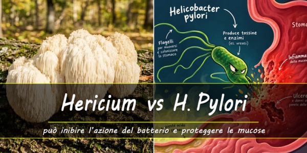 Hericium erinaceus: dal mondo dei funghi un potenziale alleato contro l’Helicobacter pylori