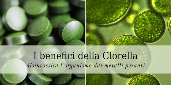 Clorella, l’alga che disintossica dai metalli pesanti