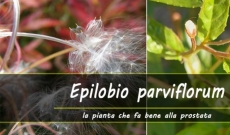 Epilobio parviflorum la pianta alleata della Prostata