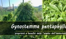 Proprietà e benefici del Gynostemma pentaphyllum 